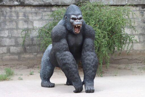 MALE SILVERBACK JR 240118