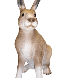 Hare | JR 2595