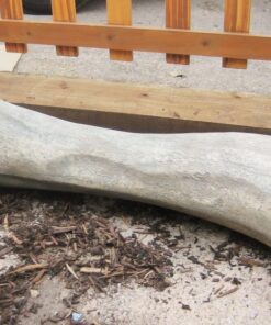 Apatosaurus Femur Fossil | JR 140057