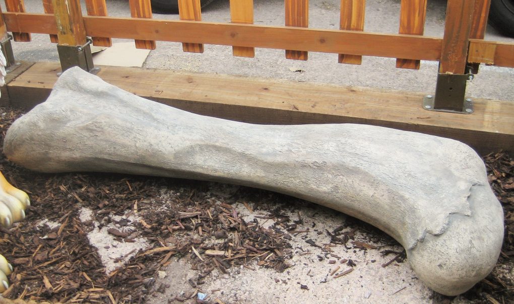 Apatosaurus Femur Fossil | JR 140057
