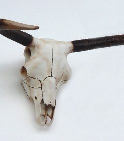 Alternative view of Bull Skull | JR 2155