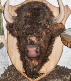 Alternative view of Buffalo Head on a Plate | JR 2902