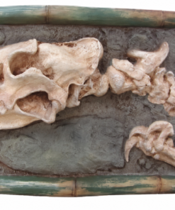 Dino Skeleton | JR R-085