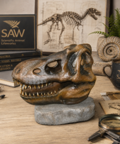 T-Rex Skull Head | JR 2440