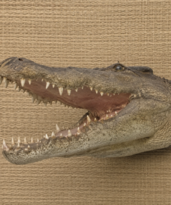 Crocodile Head - Mouth Open | JR 190049