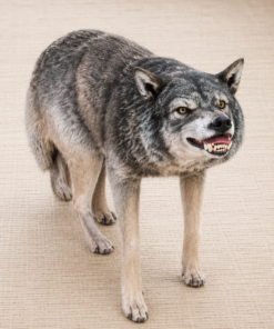 Wolf | JR 100096