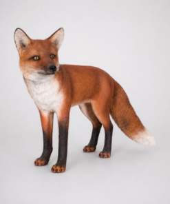 Fox | JR 100103