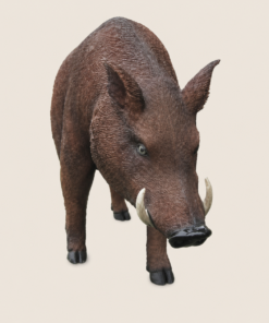 Wild Boar | JR 100079