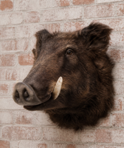 Wild Boar Head | JR 2115