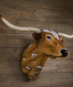 Texas Long Horn Head | JR 160122