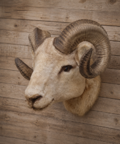Ram Head | JR 2109