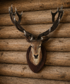 Deer Head | JR R-006