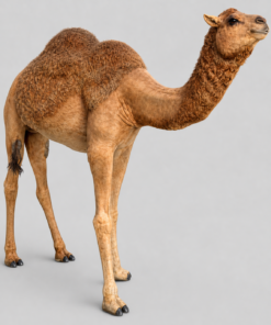 Dromedary Camel | JR 120052