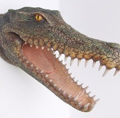 Alternative view of Crocodile Head | JR 2333