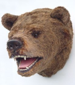 Alternative view of Bear Head | JR 2110