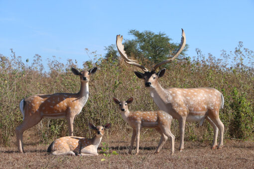 FALLOW DEER-FAWN LYING DOWN JR 190001 - Image 2