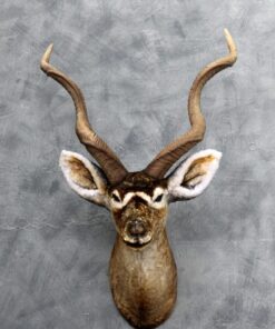Kudo Head | JR 3018
