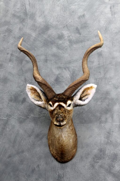 KUDU HEAD JR 3018