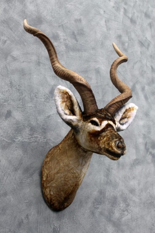 KUDU HEAD JR 3018 - Image 2