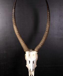 Ivory Skull | JR 0029