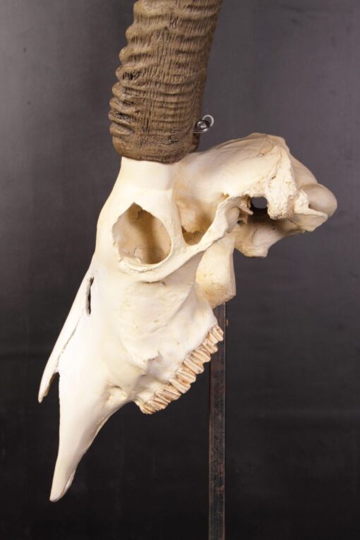 IVORY SKULL JR 0029 - Image 6