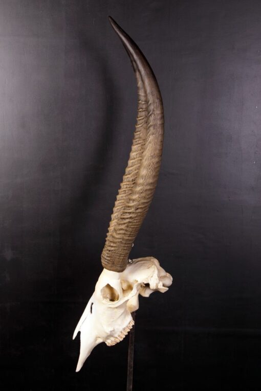 IVORY SKULL JR 0029 - Image 4