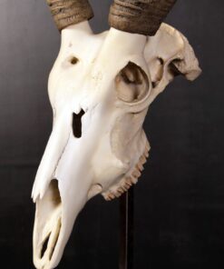 Alternative view of Ivory Skull | JR 0029