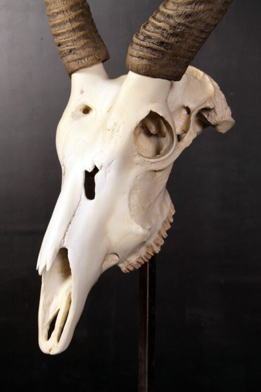 IVORY SKULL JR 0029 - Image 2