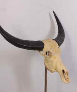 Ivory Skull - Large | JR 0030