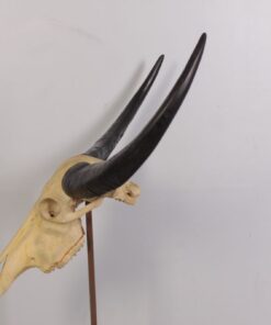 Alternative view of Ivory Skull - Large | JR 0030