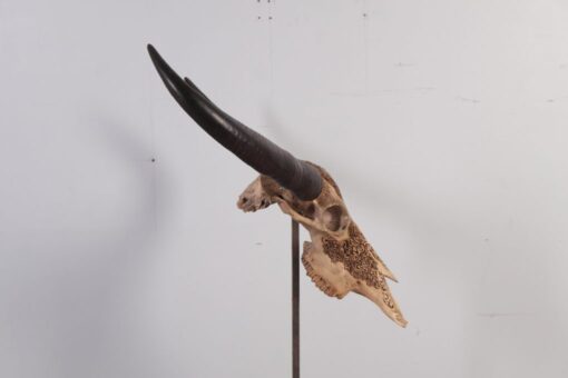 IVORY SKULL 3 JR 0031 - Image 6