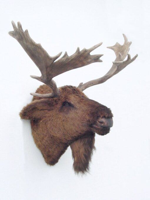 MOOSE HEAD JR 2076