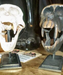 Alternative view of Macaque Skull on Base - Natural | JR 160178