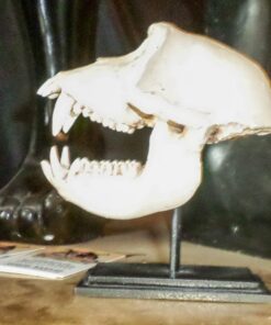 Macaque Skull on Base - Natural | JR 160178