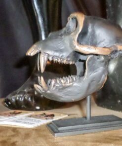 Macaque Skull on Base - Bronze Effect | JR 160178