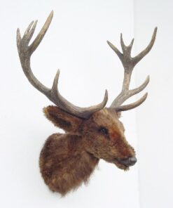 Reindeer Head | JR 2097