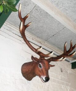 Alternative view of Red Deer Stag Head | JR 130095