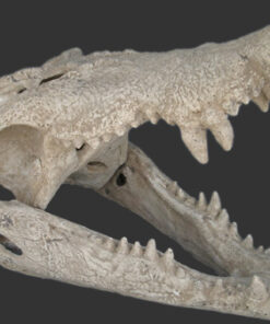 Crocodile Skull | JR 100506