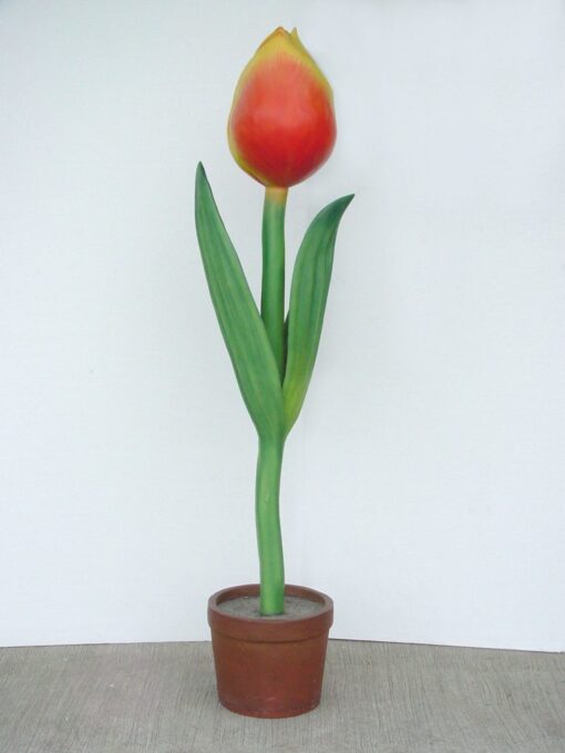 TULIP JR 6FT 1725