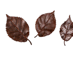 Elm Leaf | JR 150012