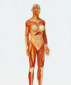 Human Anatomy - Female | JR 2550