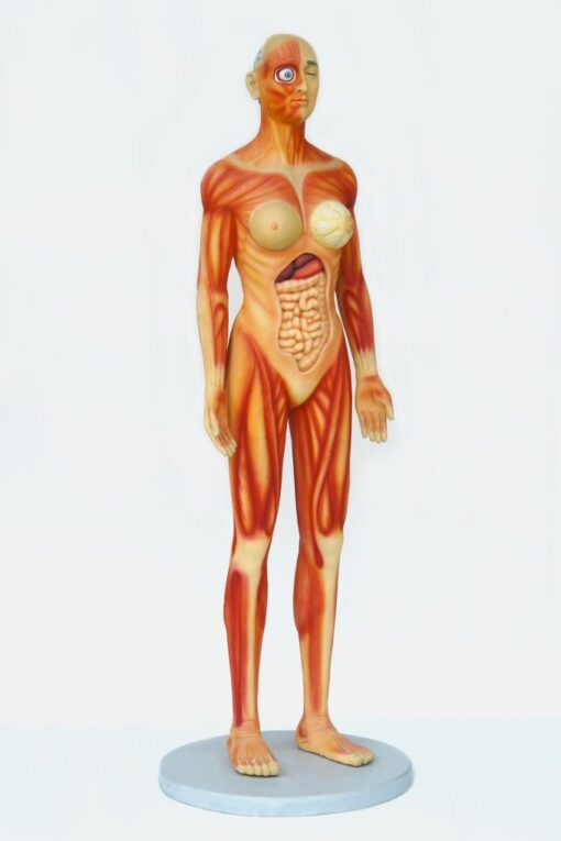 HUMAN ANATOMY - FEMALE JR 2550