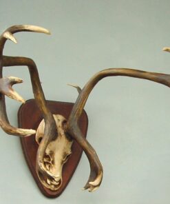 Antler Wall Mount | JR 8026