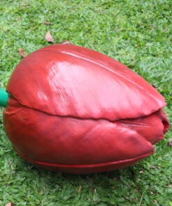 Tulip Red | JR 110033