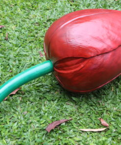 Alternative view of Tulip Red | JR 110033