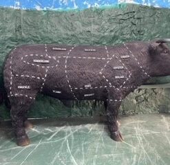 Butchers Cut Bull | JR 2300