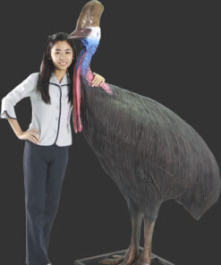 Cassowary - Female | JR 080154