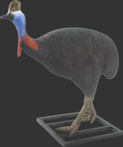 Cassowary - Male | JR 080155