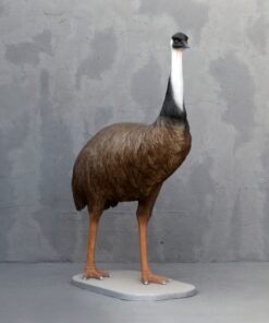 Alternative view of Emu | JR 3360
