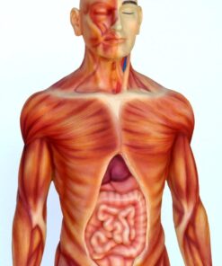 Human Anatomy - Male | JR 2549